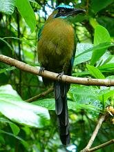 Blue-crowned Motmot